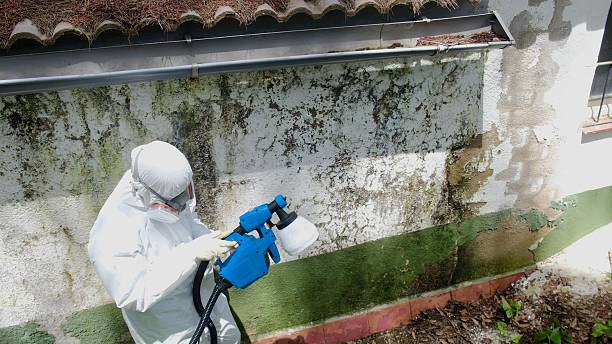 Top rated local Basement Mold Removal specialists in Greencastle, PA